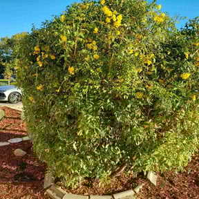 Bush Trimming by Zay's Lawn Service reviewed on October 18, 2025