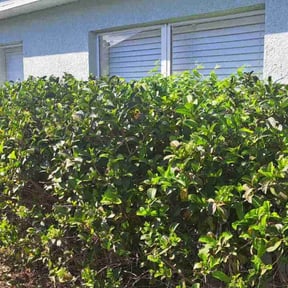 Bush Trimming by NRB Landscape Services reviewed on August 20, 2025