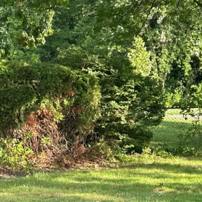 Bush Trimming by Antonio’s Lawn Care reviewed on August 20, 2025