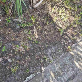 Leaf Removal by L&amp;G Landscapes reviewed on July 25, 2025