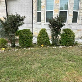 Bush Trimming by Diamonds In The Ruff reviewed on June 7, 2025