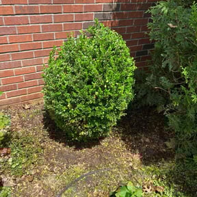 Bush Trimming by StarTek Enterprise LLC reviewed on August 16, 2025