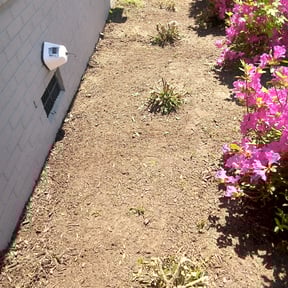 Bush Trimming by D @ C lawncare reviewed on August 20, 2025