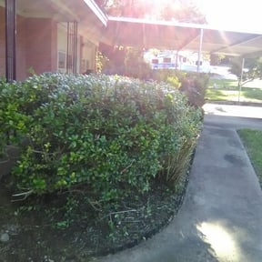 Bush Trimming by Cari lawn care reviewed on August 16, 2025