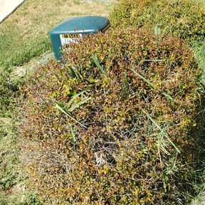 Bush Trimming by Darrie reviewed on August 20, 2025