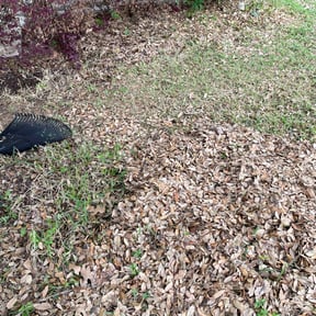 Leaf Removal by Cut-n-Go  lawn maintenance reviewed on September 18, 2025