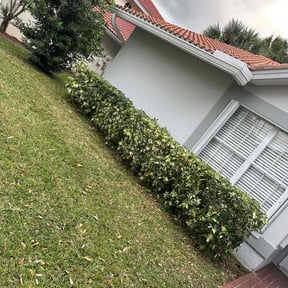 Bush Trimming by Hernandez Landscaping reviewed on November 20, 2025