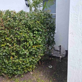 Bush Trimming by james lawn service reviewed on March 5, 2026