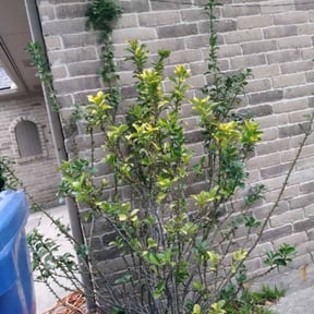 Bush Trimming by TH lawncare reviewed on August 18, 2025