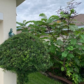 Bush Trimming by Adan's Hauling reviewed on August 15, 2025