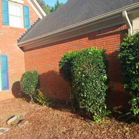 Bush Trimming by Dortch Demo and cleanup reviewed on August 14, 2025