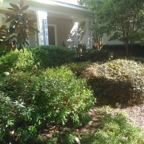 Bush Trimming by F&M LAWNCARE reviewed on August 19, 2025