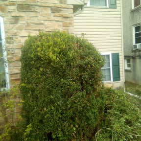 Bush Trimming by The More You Mow reviewed on April 26, 2024