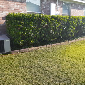 Bush Trimming by Hovde landscaping reviewed on August 17, 2025