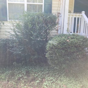 Bush Trimming by Dan's Lawn & Landscaping reviewed on August 17, 2025