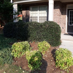 Bush Trimming by Ultimate Landscape Contractor reviewed on August 13, 2025