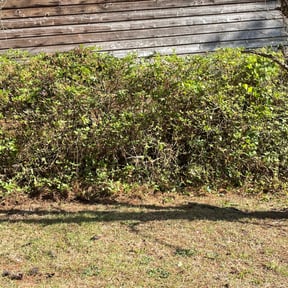 Bush Trimming by Rashard Durant reviewed on November 24, 2025