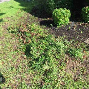 Bush Trimming by Goetz Lawn Care reviewed on October 18, 2025