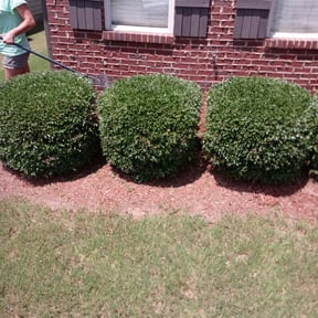 Bush Trimming by DTE Maintenance Llc reviewed on August 15, 2025