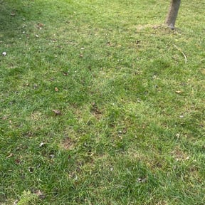 Leaf Removal by Atlantic Landscapes reviewed on September 10, 2025