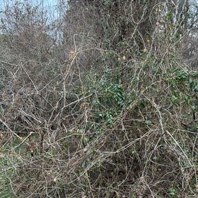 Bush Trimming by Willie Lawn Care and More LLC reviewed on February 9, 2026