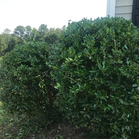 Bush Trimming by Family Over Everything reviewed on May 25, 2023