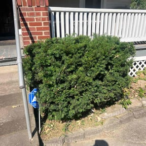 Bush Trimming by Lawn Lovers Landscaping reviewed on August 17, 2025