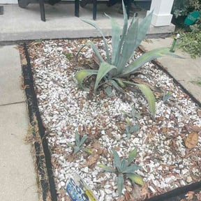 Flower Bed Weeding by Jackson landscaping reviewed on June 18, 2026