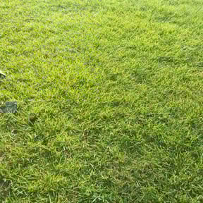 yard maintenance by H&H lawncare reviewed on August 17, 2025