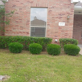 Bush Trimming by Juan's Lawn Care reviewed on April 11, 2024
