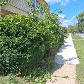 Bush Trimming by Moo's Mowing, LLC reviewed on January 1, 2026