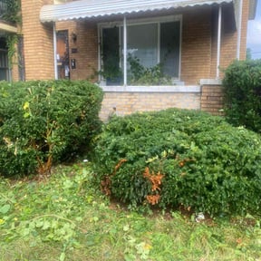 Bush Trimming by KIELS LAWNCARE PROPERTY MAINTENANCE LLC reviewed on October 23, 2025