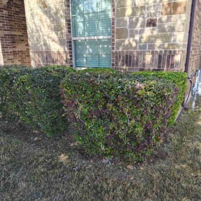 Bush Trimming by Joe Molinaro reviewed on June 9, 2022