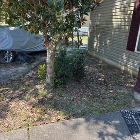 Bush Trimming by Cre8tive Art&#039;s Work LLC Lawn Care &amp; Property Preservation reviewed on November 7, 2025