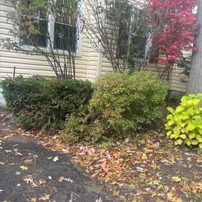 Bush Trimming by AMI Landscaping reviewed on August 13, 2025
