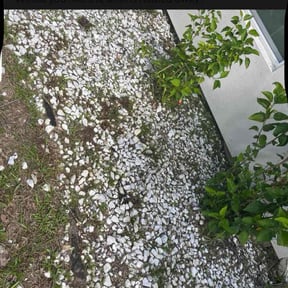 Flower Bed Weeding by TG CLEANING COMPANY LLC reviewed on July 9, 2025