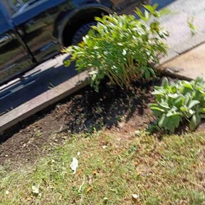 Bush Trimming by Real landscaping solutions reviewed on September 2, 2026