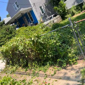 Bush Trimming by Legacy lawn care pros LLC reviewed on August 25, 2026