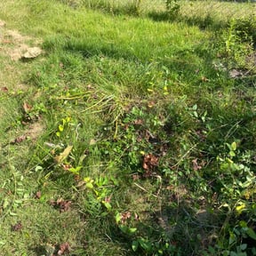 Leaf Removal by Platinum Construction Services reviewed on September 29, 2025