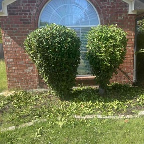 Bush Trimming by Drayton Boys Lawn Service reviewed on December 27, 2025