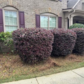 Bush Trimming by Mauler Mowing LLC reviewed on August 18, 2025
