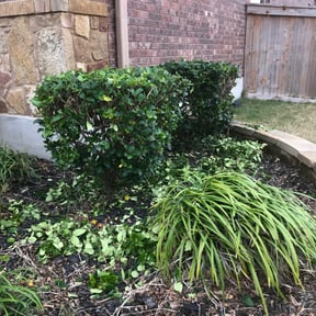 Bush Trimming by Mother May I lawn care reviewed on February 16, 2024