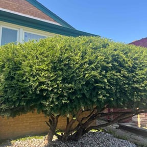 Bush Trimming by Brothers Lawncare reviewed on November 21, 2025