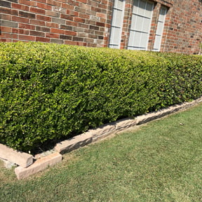 Bush Trimming by Alpha Brothers Propery Maintenance reviewed on August 17, 2025