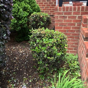 Bush Trimming by ATS Enterprise reviewed on August 13, 2025