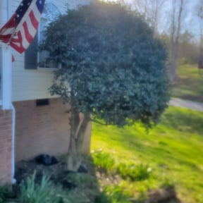 Bush Trimming by Grassroots landscaping reviewed on August 19, 2025