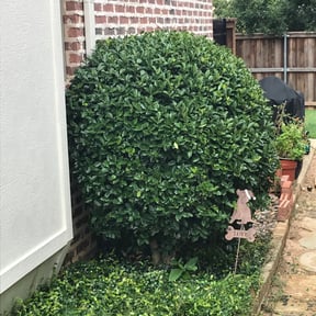 Bush Trimming by Leaf Green Lawn Care reviewed on August 19, 2025