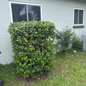 Bush Trimming by K&amp;b lawn care reviewed on October 18, 2025