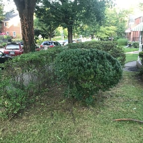 Bush Trimming by My self reviewed on March 25, 2025