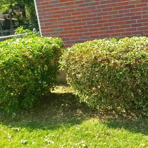 Bush Trimming by Frederickson Lawn Management reviewed on June 17, 2022